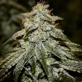 Sticky Gorilla 4 > Pure Instinto